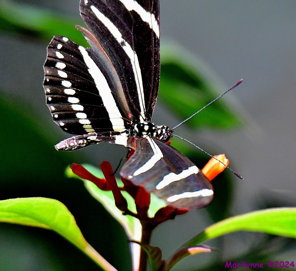 DSC_5715_001.JPG