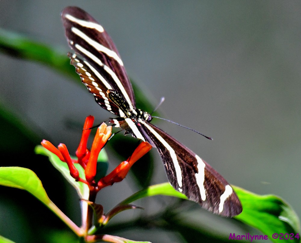 DSC_5718_001.JPG
