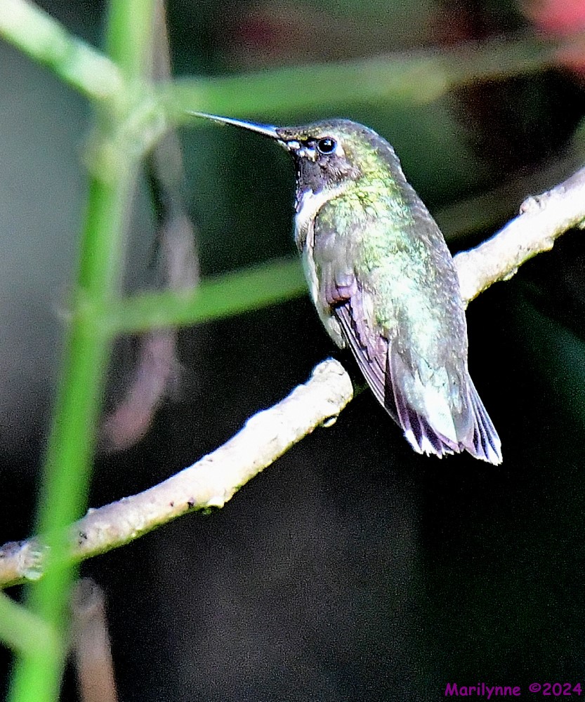 DSC_5723_001.JPG