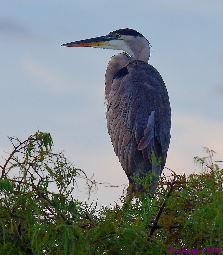 DSC_5723_001.JPG