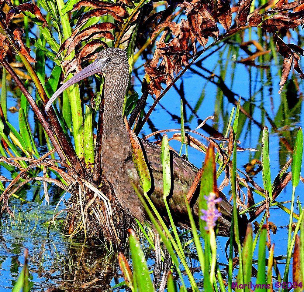 DSC_5724_001.JPG