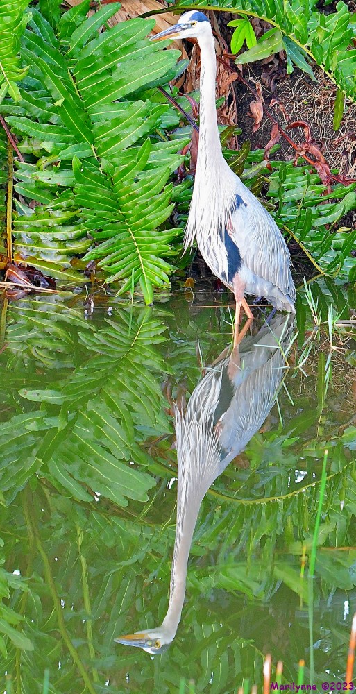DSC_5726_001.JPG