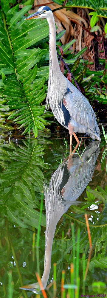 DSC_5729_stitch5_001.JPG