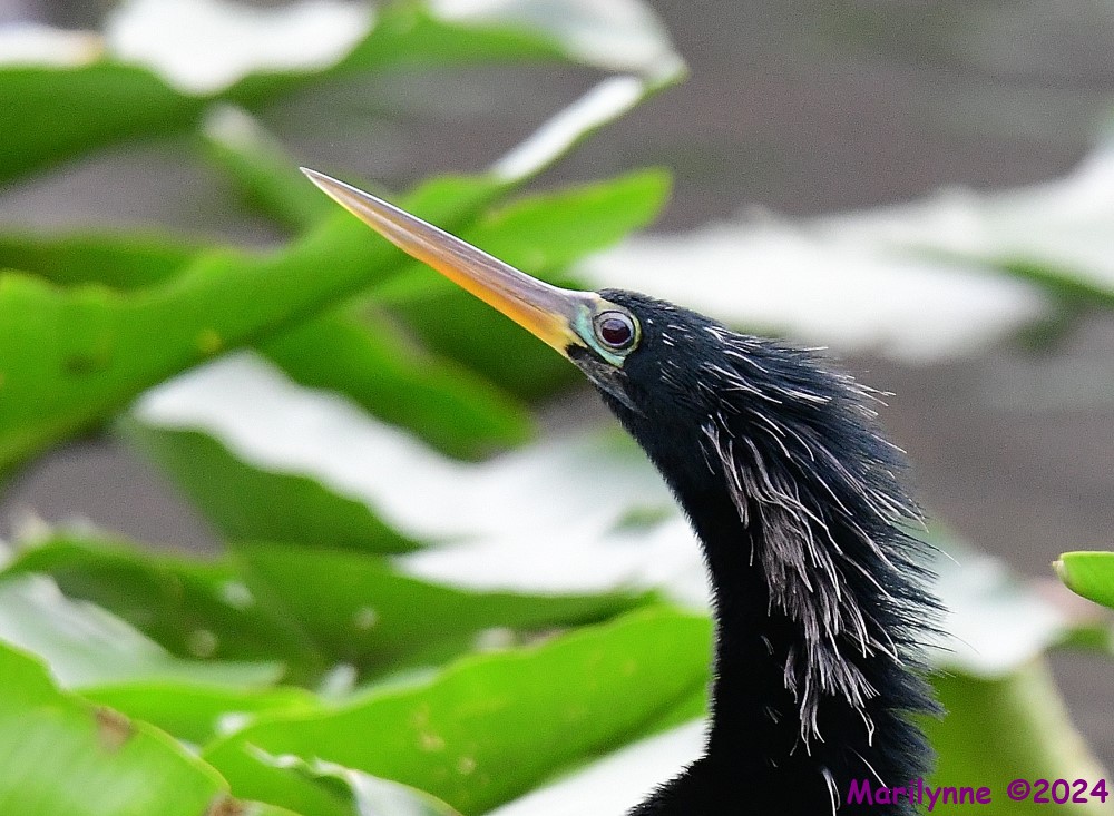 DSC_5730_001.JPG