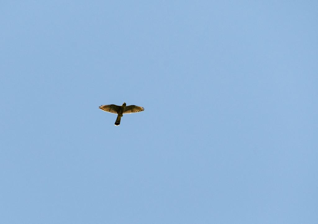 DSC_5731.jpg