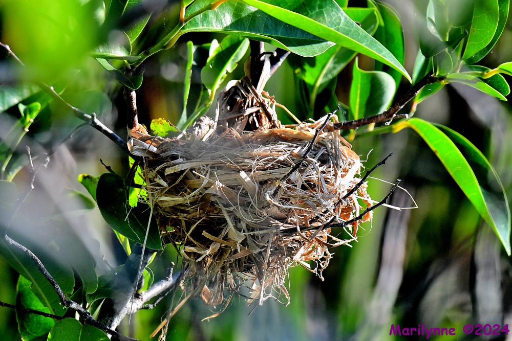 DSC_5732_001.JPG