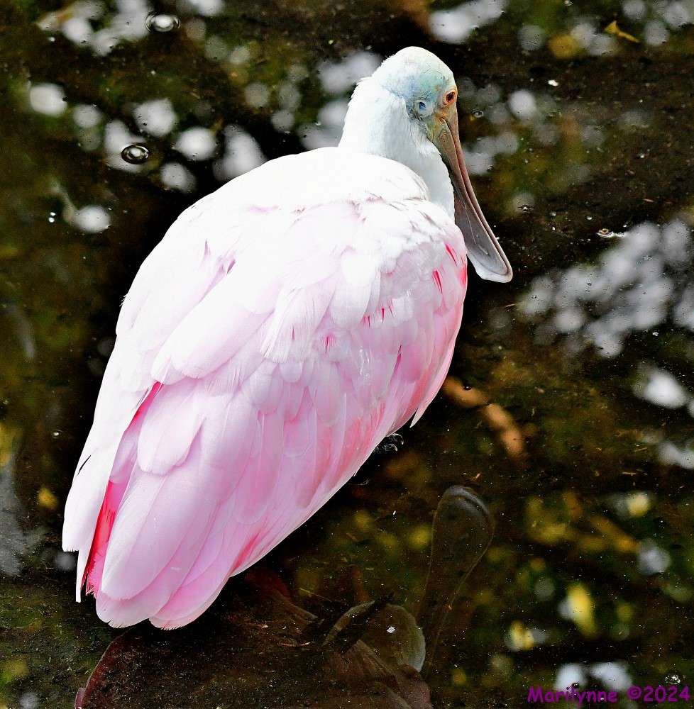 DSC_5735_stitch_001.JPG