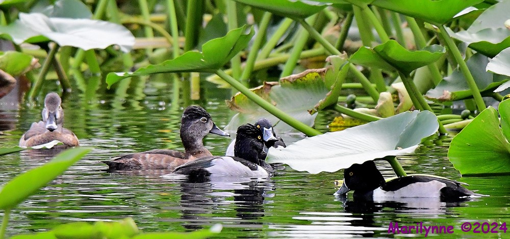 DSC_5738_001.JPG
