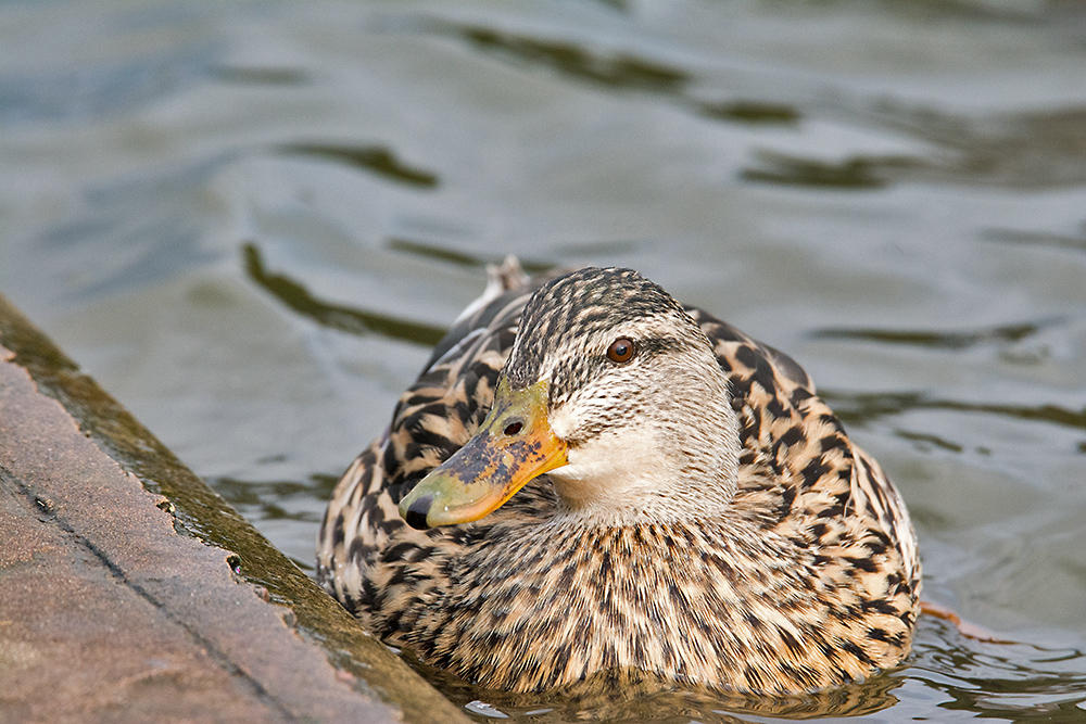 DSC_5740.jpg
