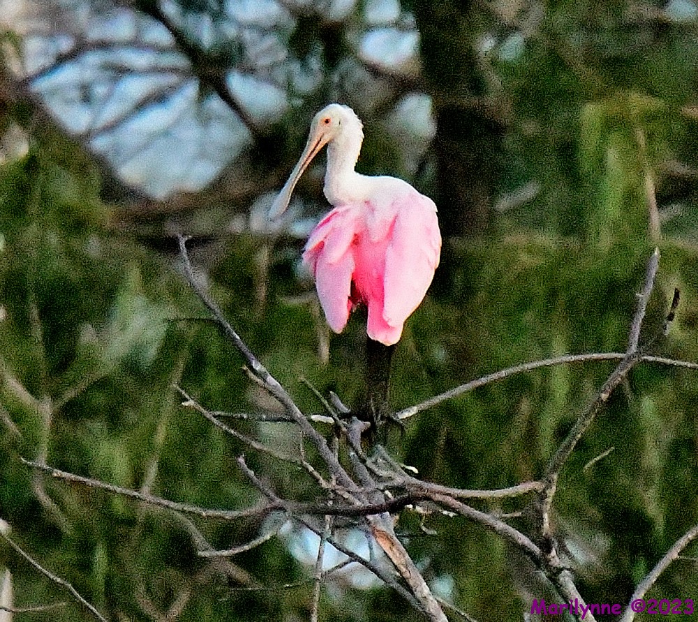 DSC_5740_001.JPG