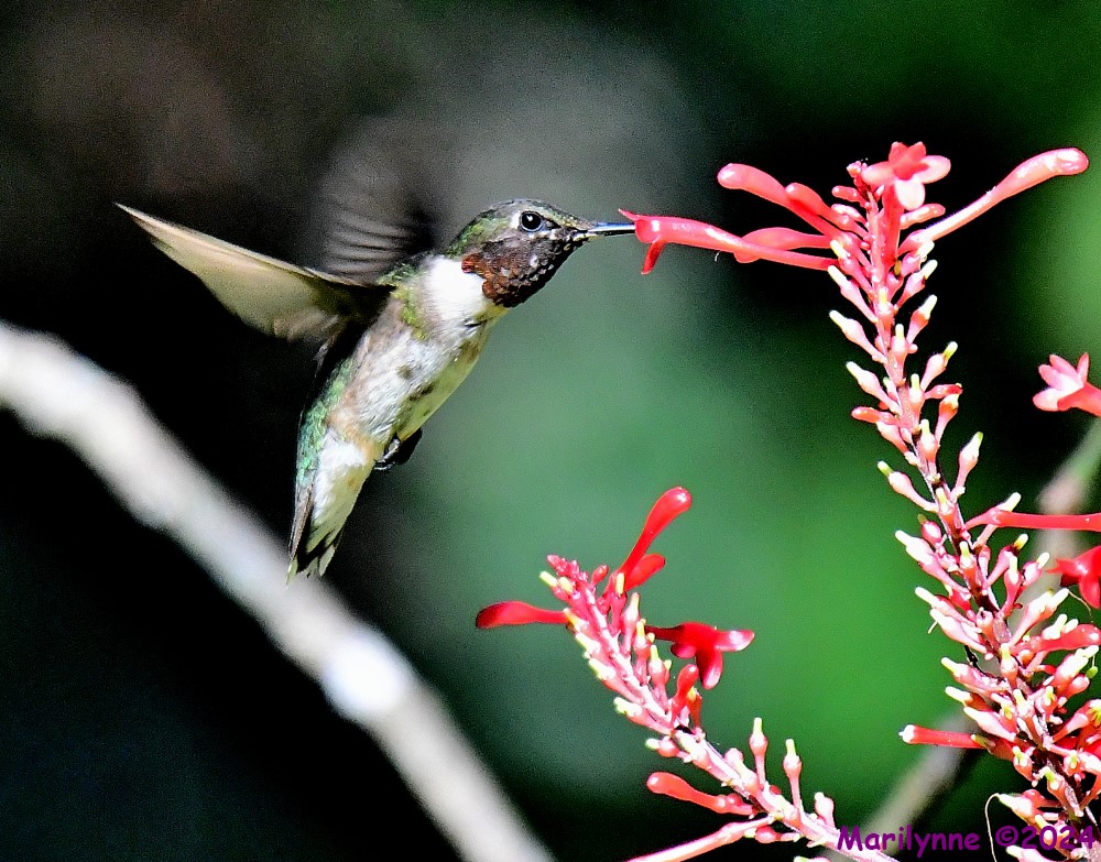 DSC_5740_001.JPG