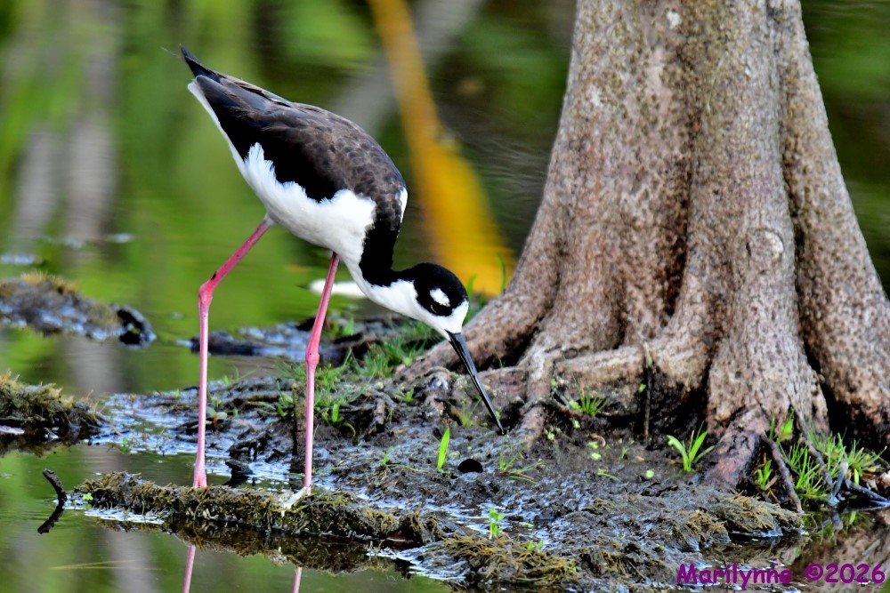 DSC_5743_001.JPG