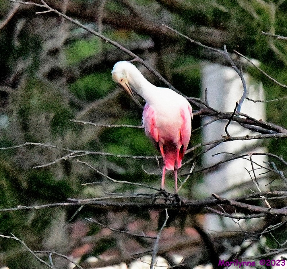 DSC_5744_001.JPG