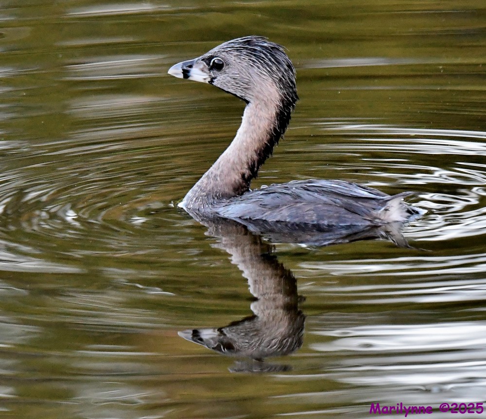 DSC_5745_001.JPG