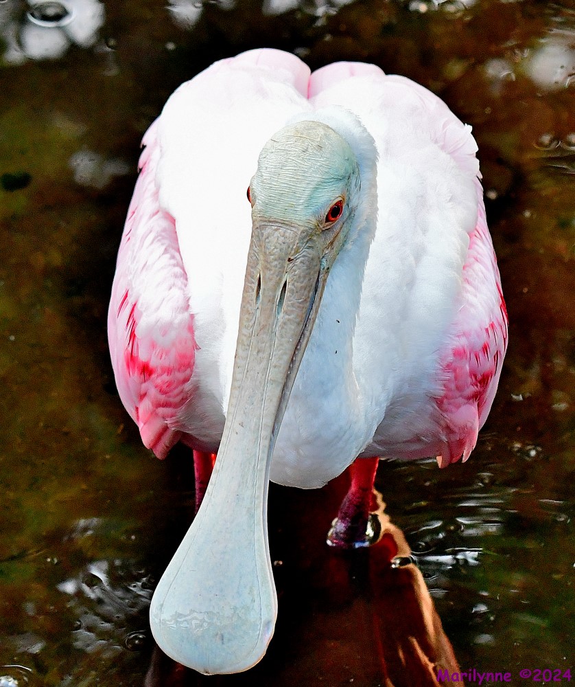 DSC_5746_001.JPG