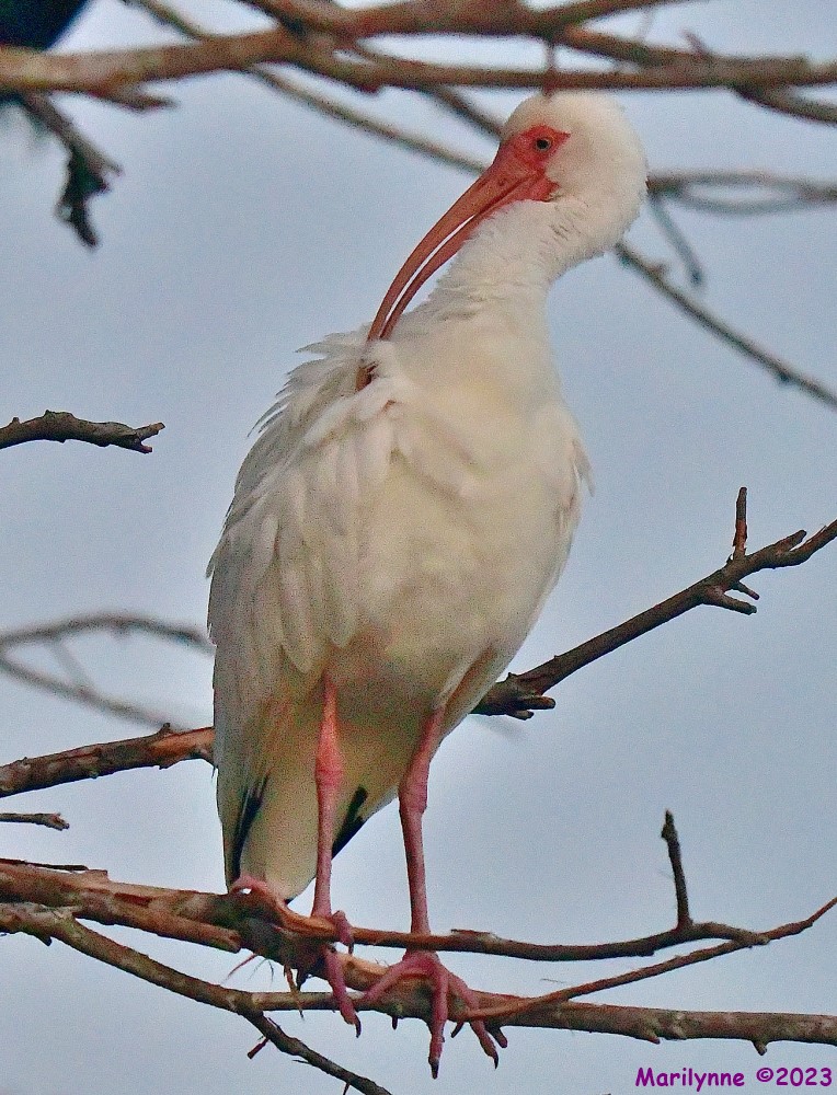 DSC_5748_001.JPG