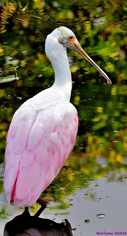 DSC_5752_001.JPG