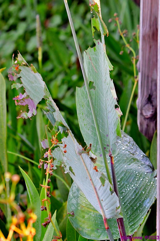 DSC_5756_001.JPG