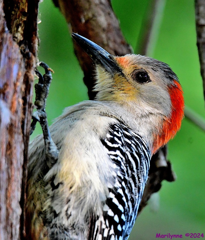 DSC_5761_001.JPG