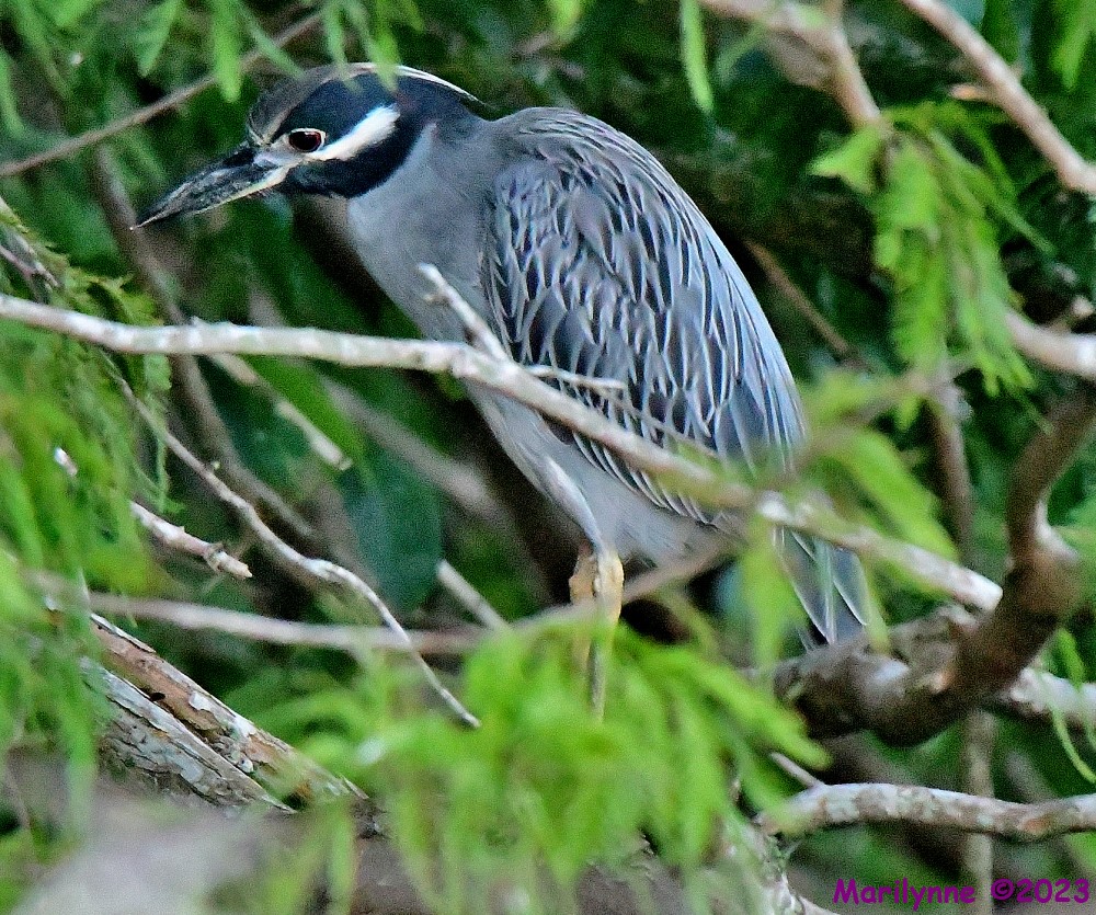 DSC_5762_001.JPG