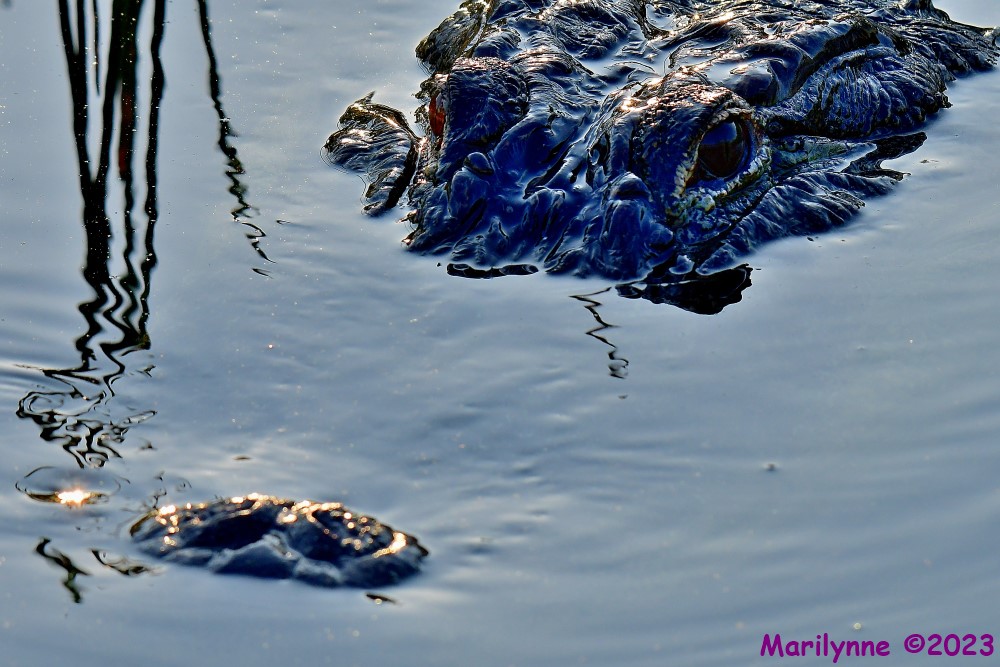 DSC_5763_001.JPG