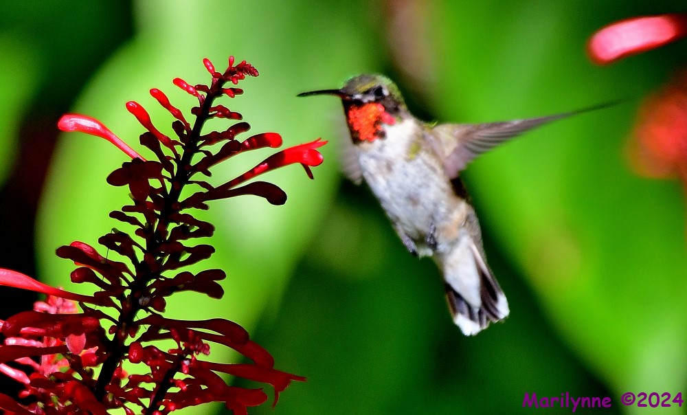 DSC_5763_001.JPG