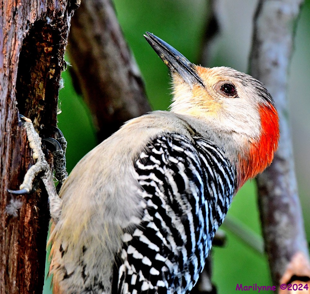 DSC_5764_001.JPG