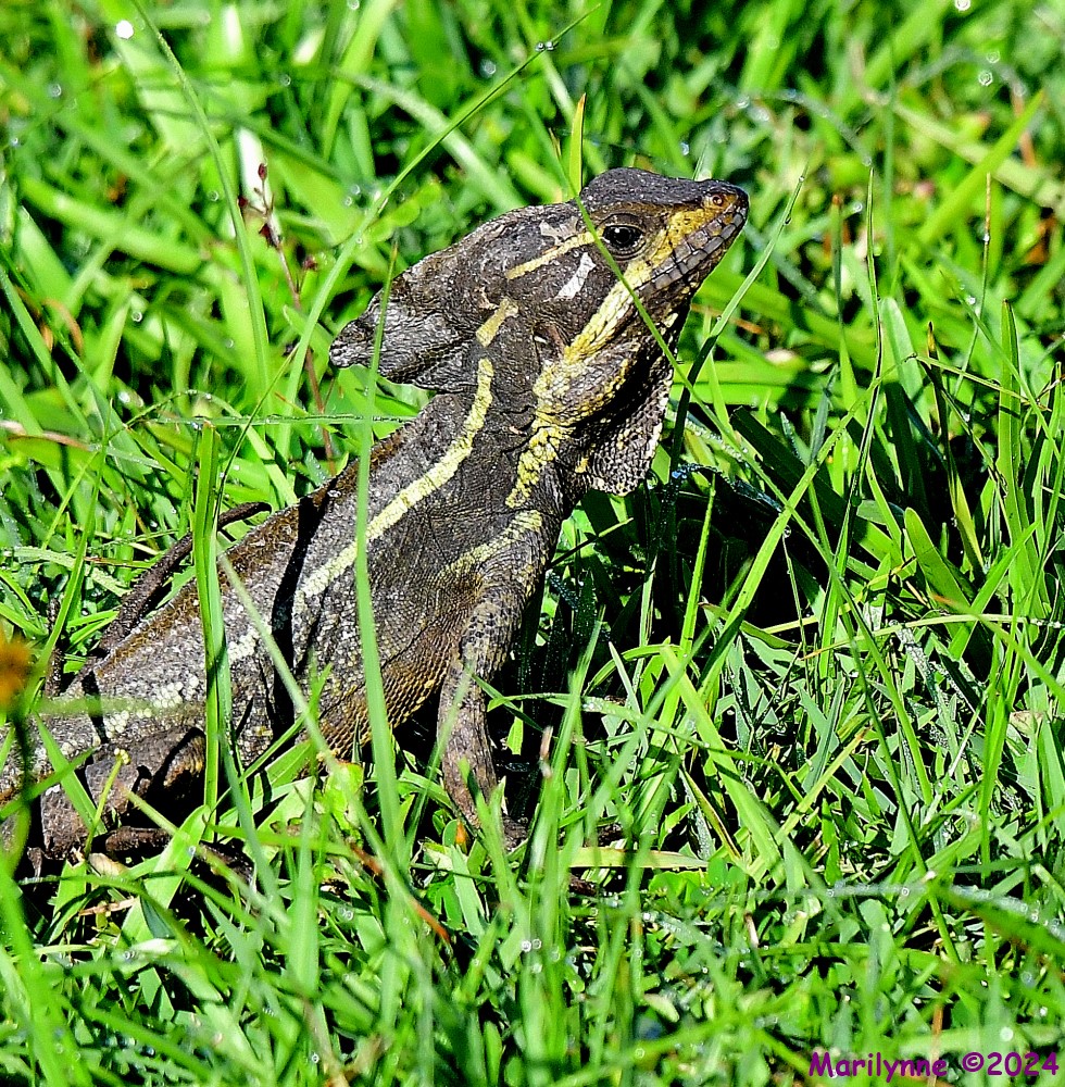 DSC_5768_001.JPG