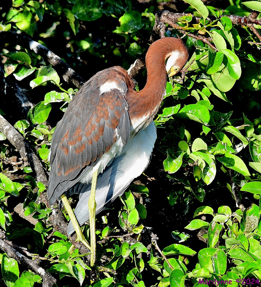 DSC_5772_001.JPG