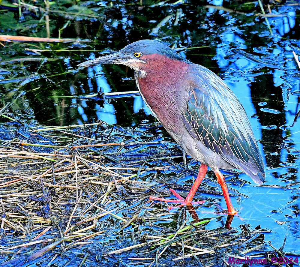 DSC_5774_001.JPG