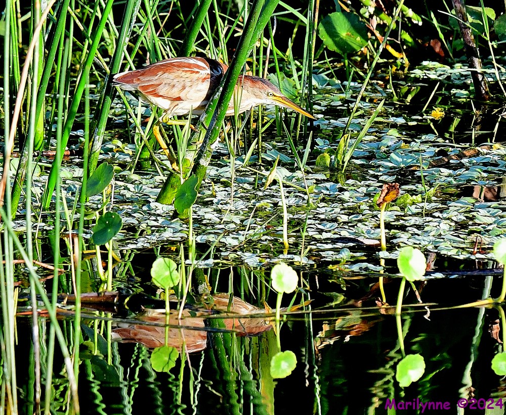 DSC_5774_001.JPG