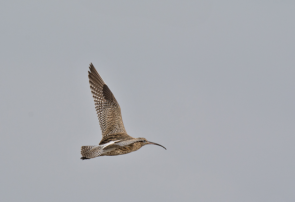 DSC_5775.jpg