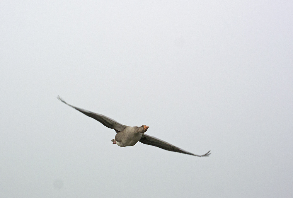 DSC_5775.jpg