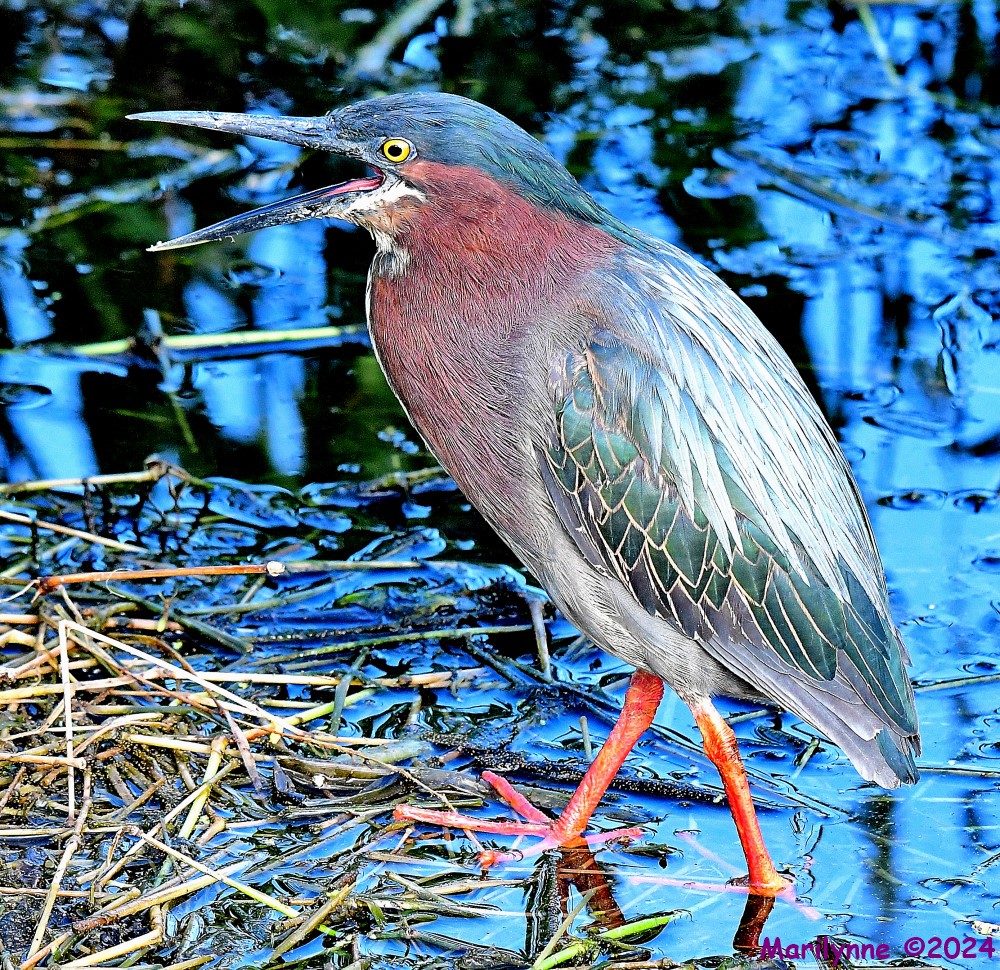 DSC_5775_001.JPG