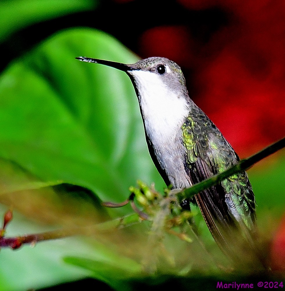 DSC_5775_001.JPG