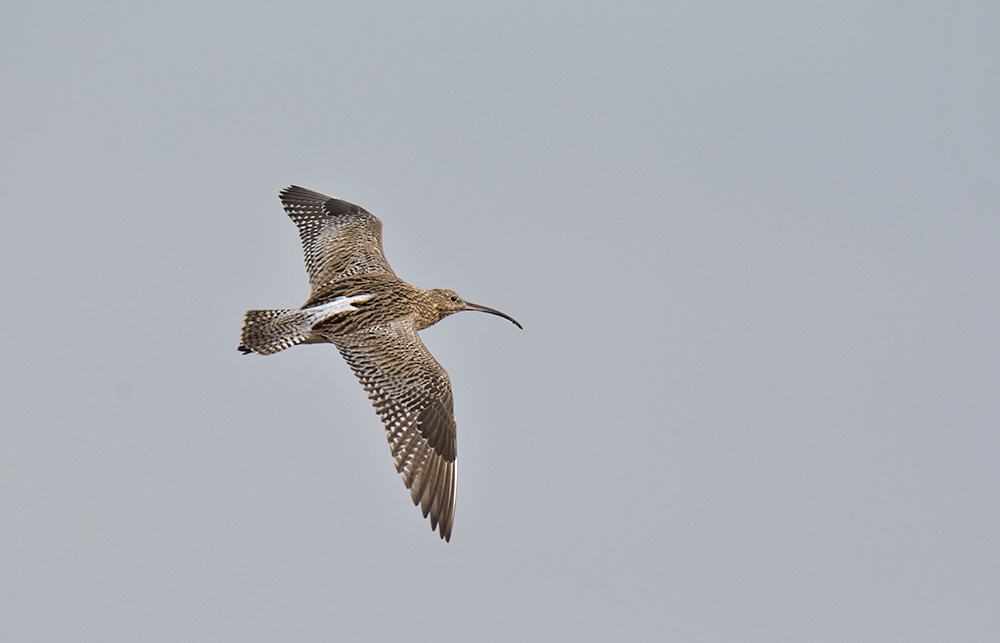 DSC_5776.jpg