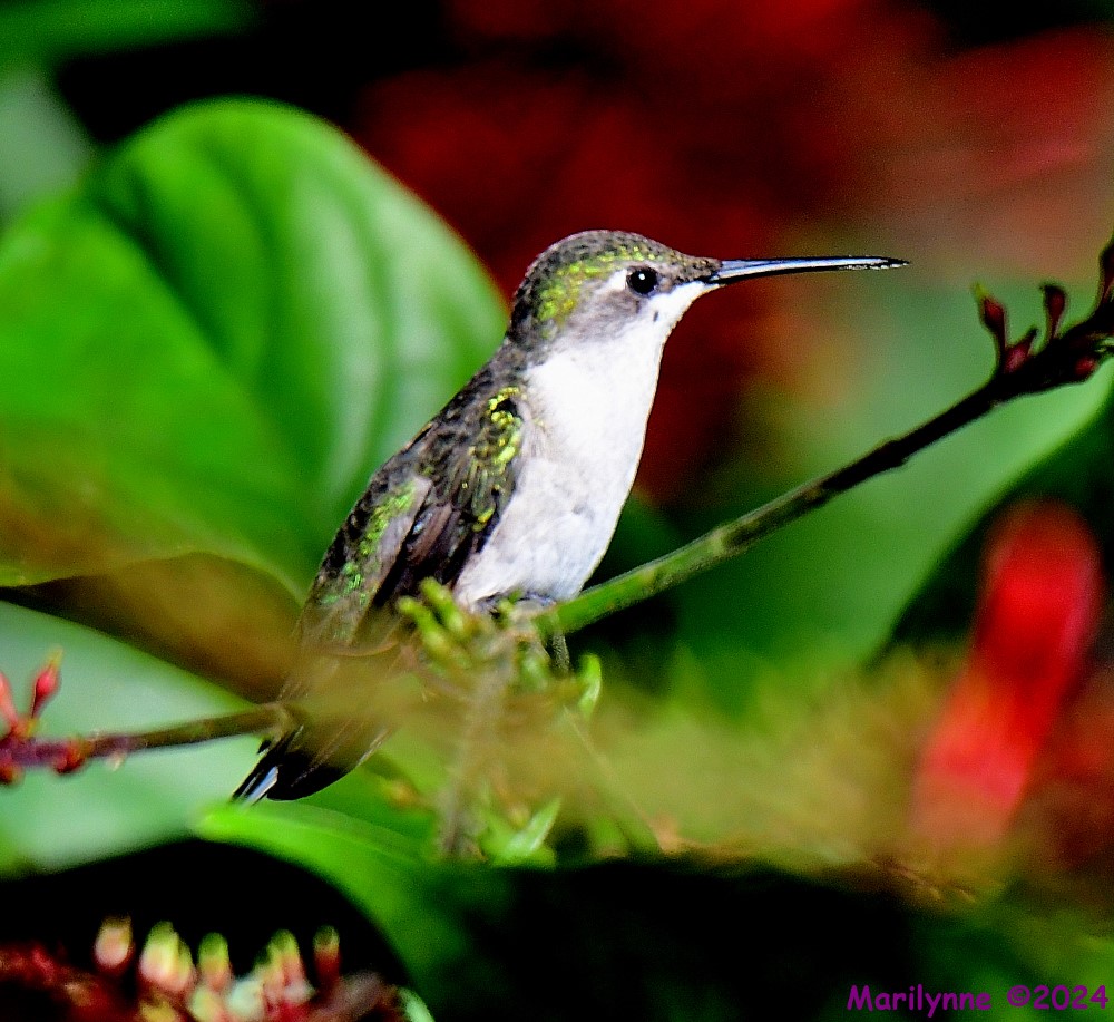 DSC_5780_001.JPG