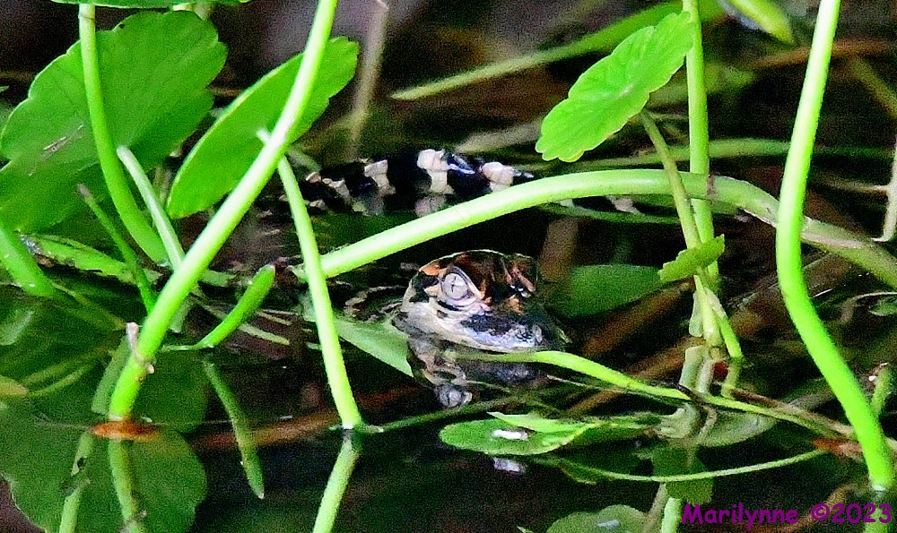 DSC_5781_001.JPG