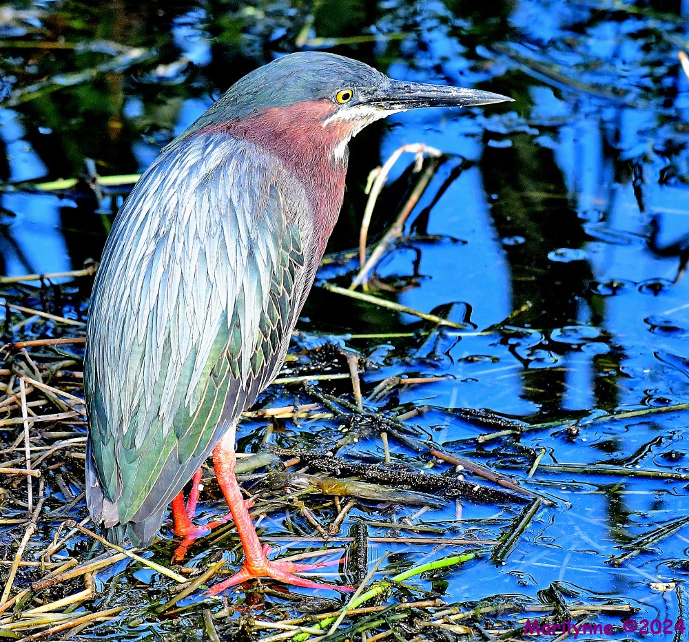 DSC_5781_001.JPG