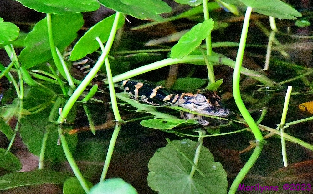 DSC_5786_001.JPG