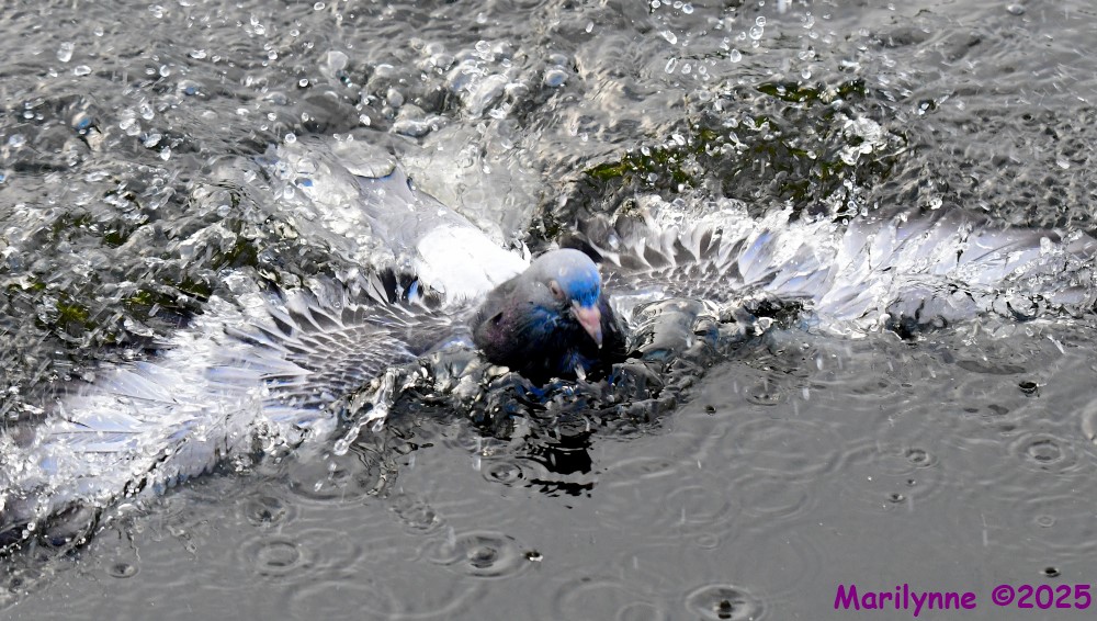 DSC_5787_001.JPG