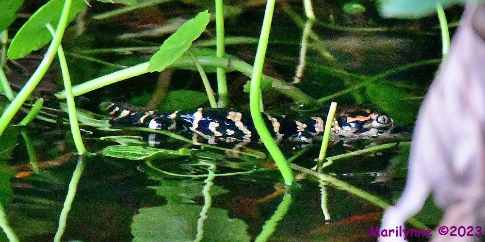 DSC_5789_001.JPG