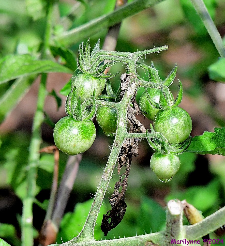 DSC_5791_001.JPG