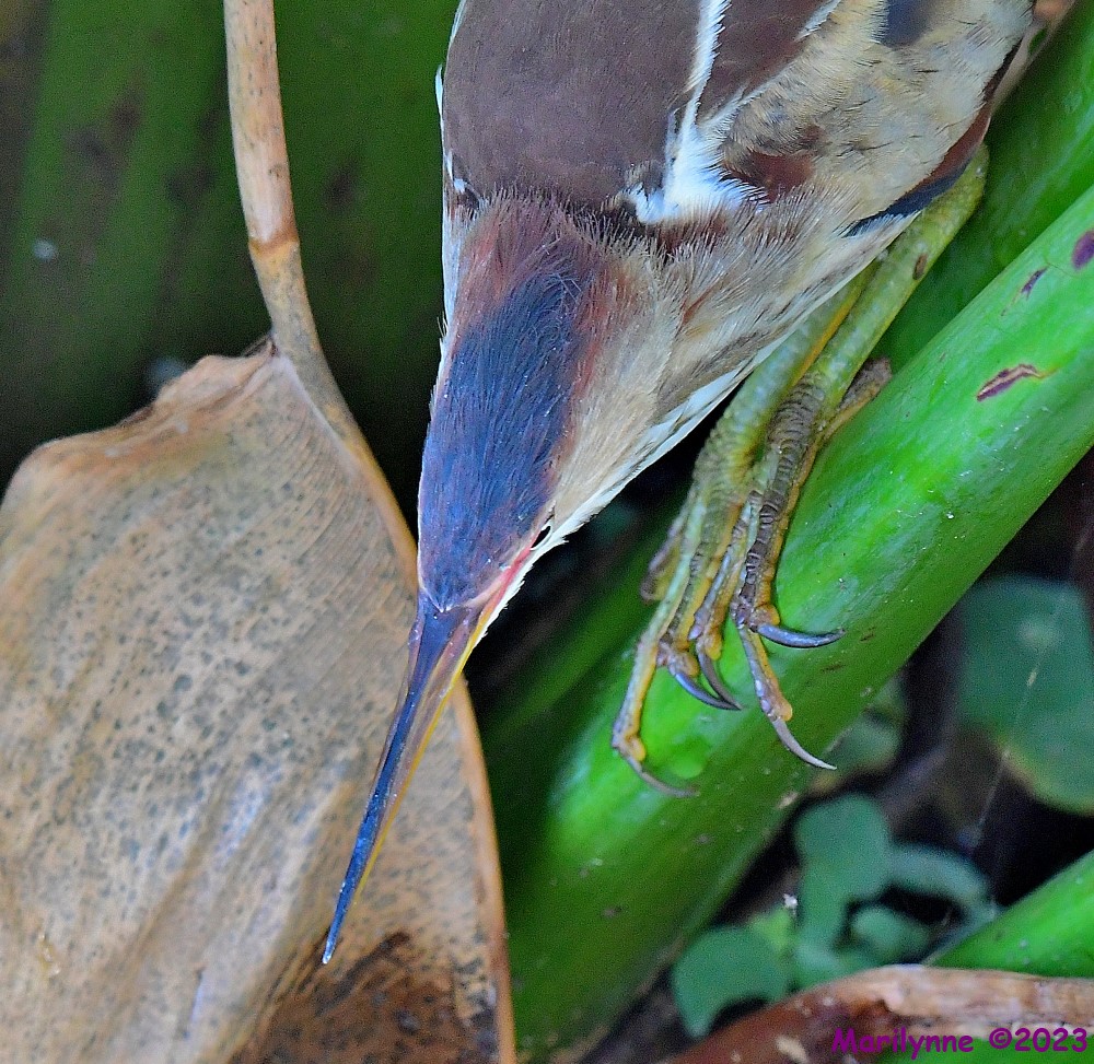 DSC_5792_001.JPG