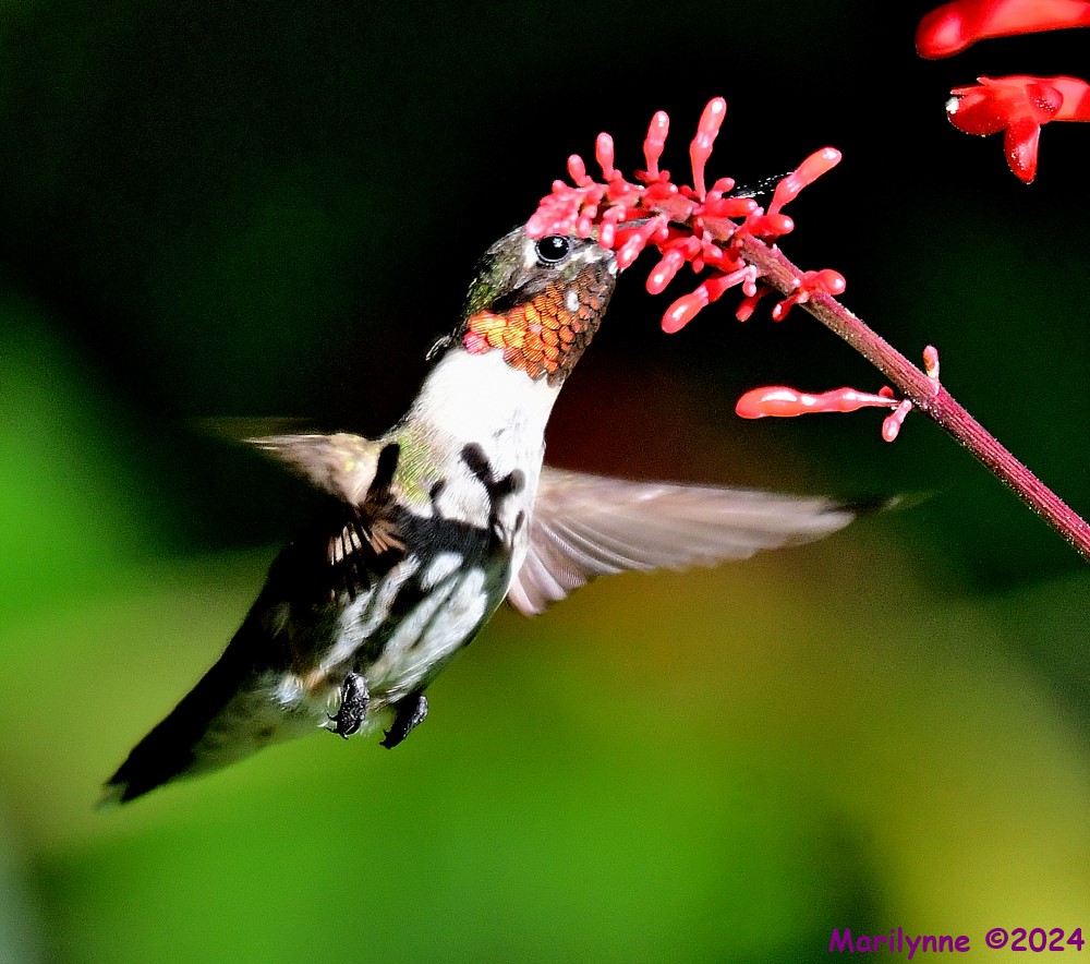 DSC_5792_001.JPG