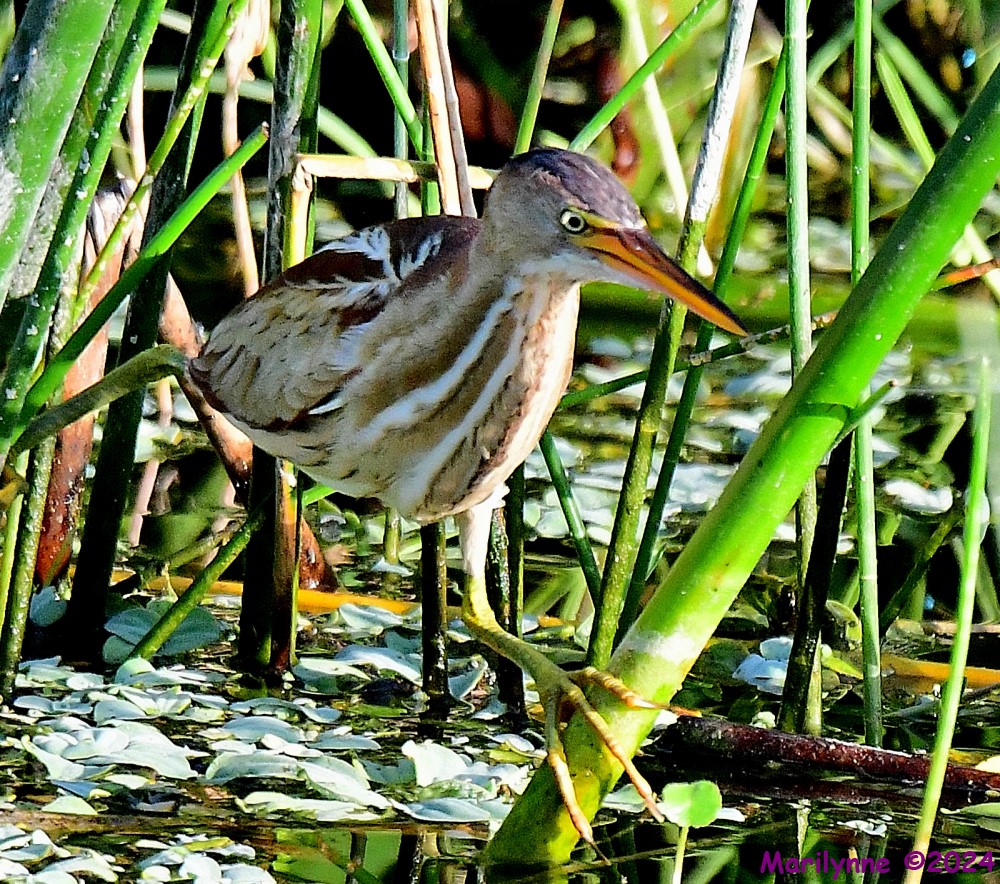 DSC_5793_001.JPG