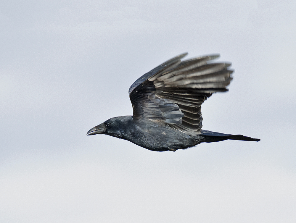 DSC_5794.jpg