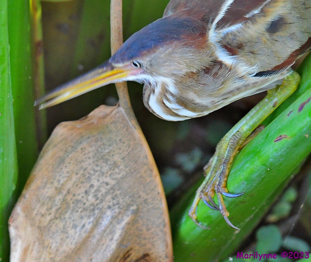 DSC_5795_001.JPG