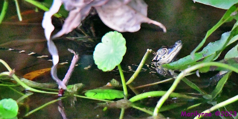 DSC_5795_001.JPG