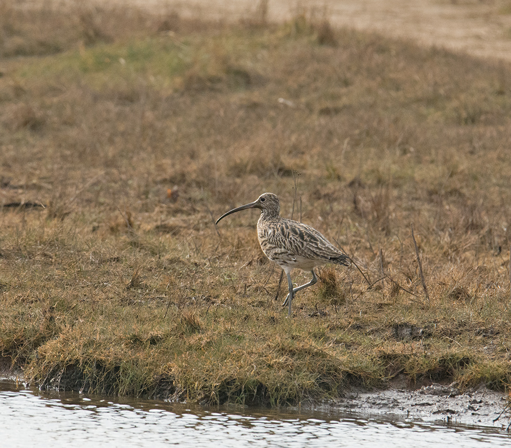 DSC_5796.jpg